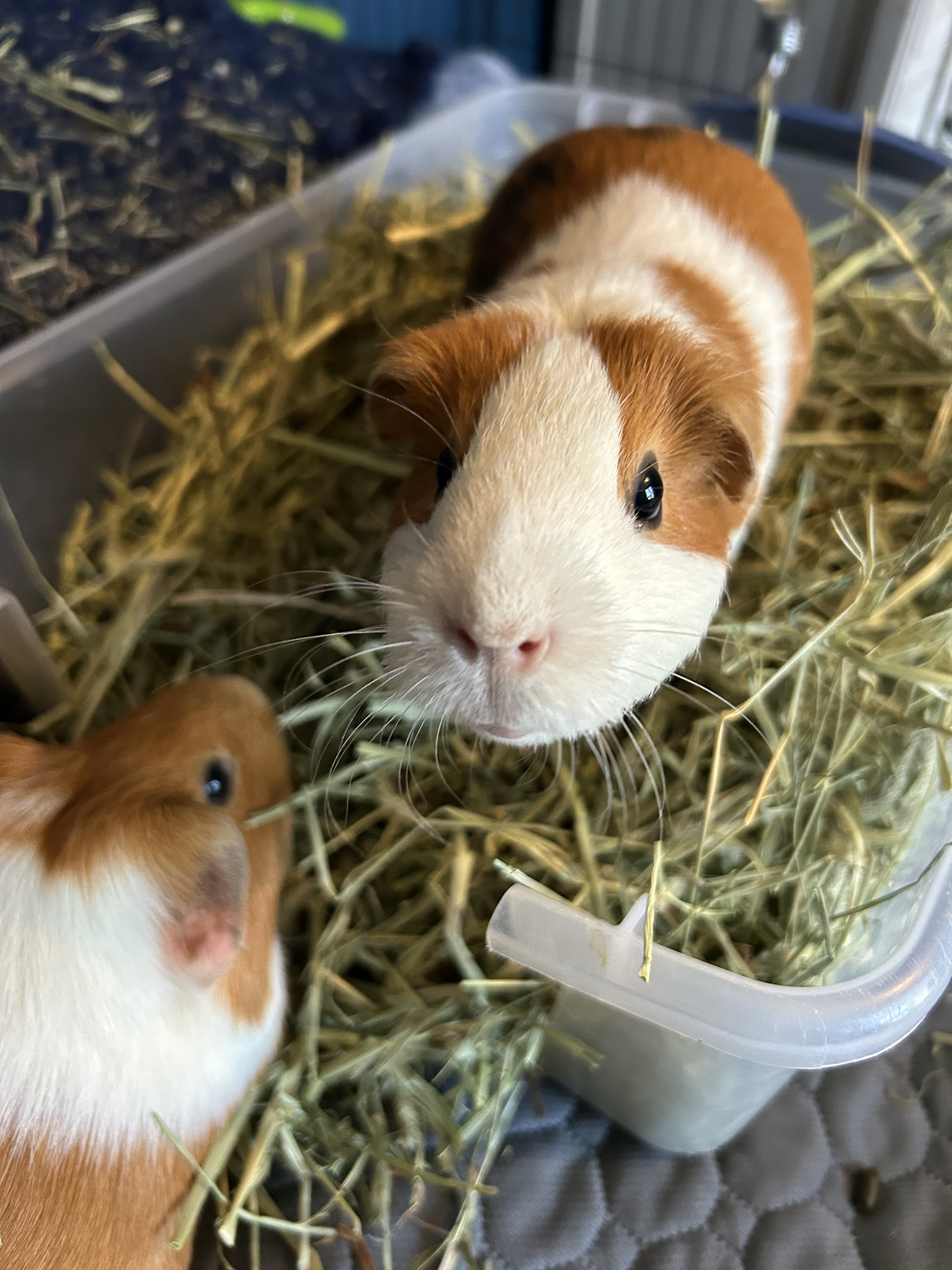 Pina the guinea pig.